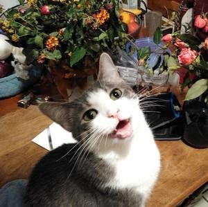 Meet your Posher, Gina